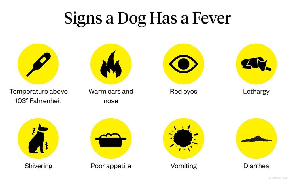 Il mio cane ha la febbre:cause e opzioni di trattamento