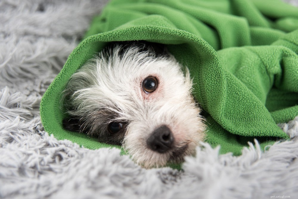 Il mio cane ha la febbre:cause e opzioni di trattamento