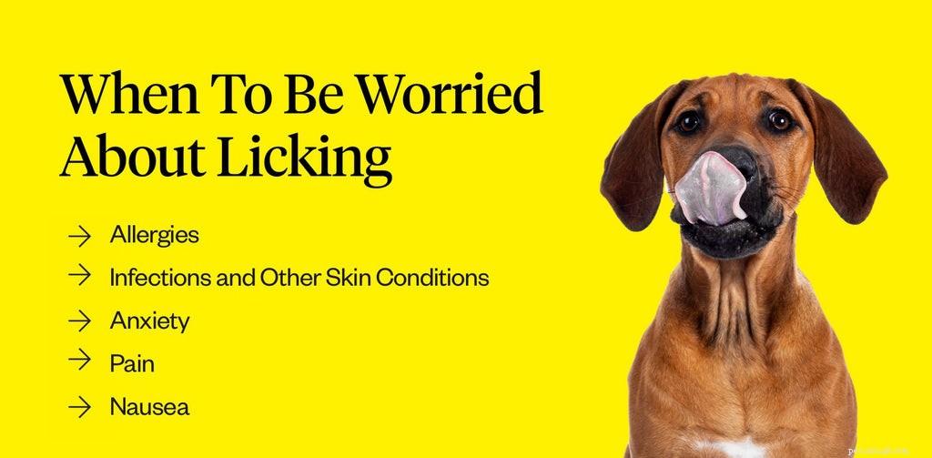Cosa significa quando un cane ti lecca?