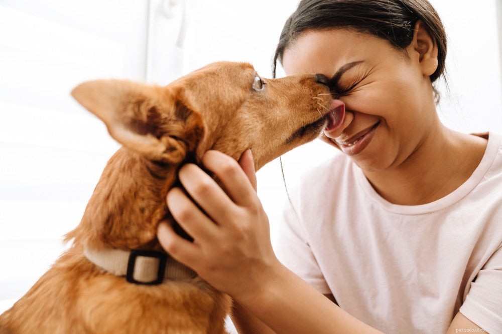 Cosa significa quando un cane ti lecca?