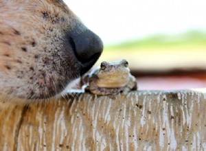 Jak funguje nos vašeho psa a jak se o něj starat