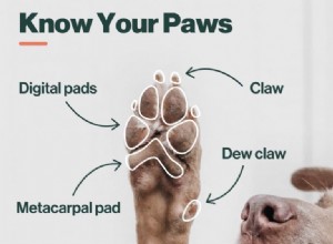 あなたの犬の足の素晴らしさとそれらの世話をする方法 