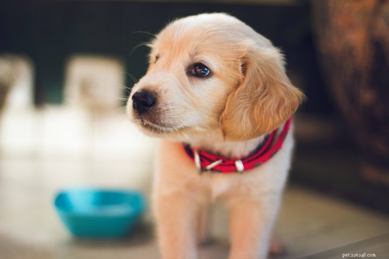 Руководство для щенков:как кормить щенка