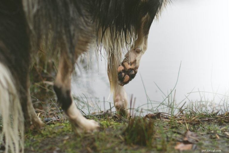 A maravilha das patas do seu cão e como cuidar delas