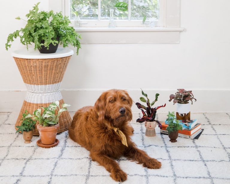 Které rostliny jsou pro psy bezpečné a jak mohou spolu šťastně žít