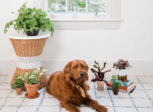 犬にとって安全な植物と、犬が幸せに暮らせる方法