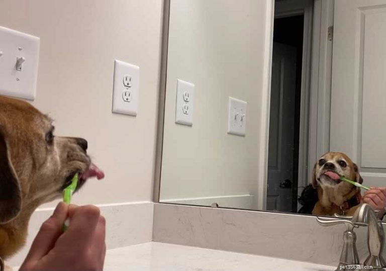 Como (e por que) escovar os dentes do seu cão