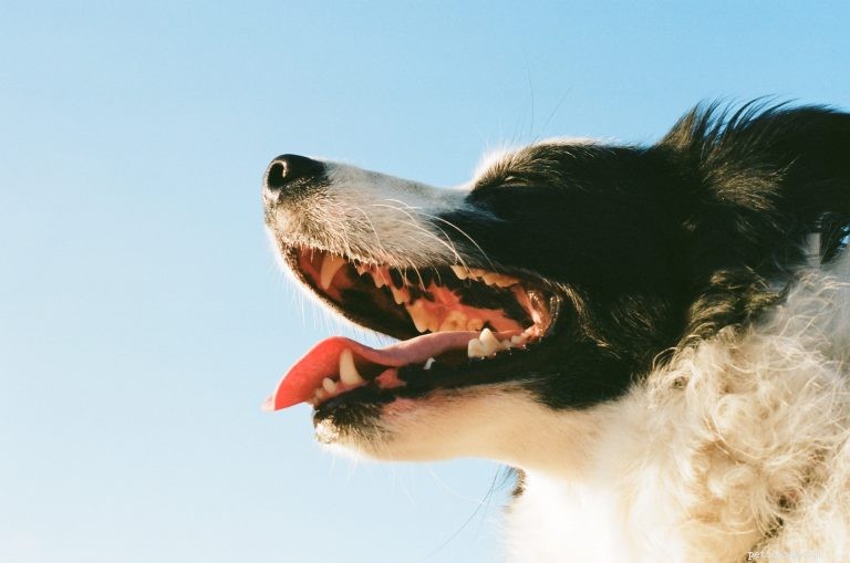 Jak (a proč) čistit svému psovi zuby