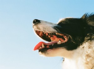 Jak (a proč) čistit svému psovi zuby
