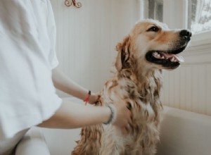 Como dar banho em seu cachorro
