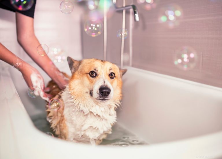 Så badar du din hund
