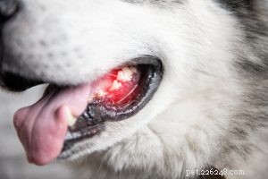 Vilken färg ska min hunds tandkött ha?