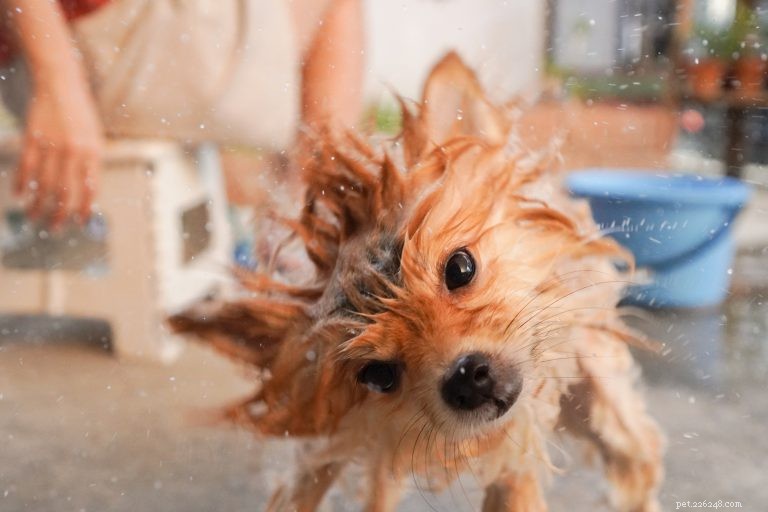 Hoe u uw hond kunt wassen