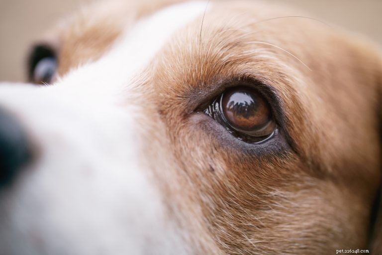 Het wonder van de ogen van uw hond en hoe u voor ze moet zorgen