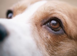 あなたの犬の目の不思議とそれらの世話をする方法 