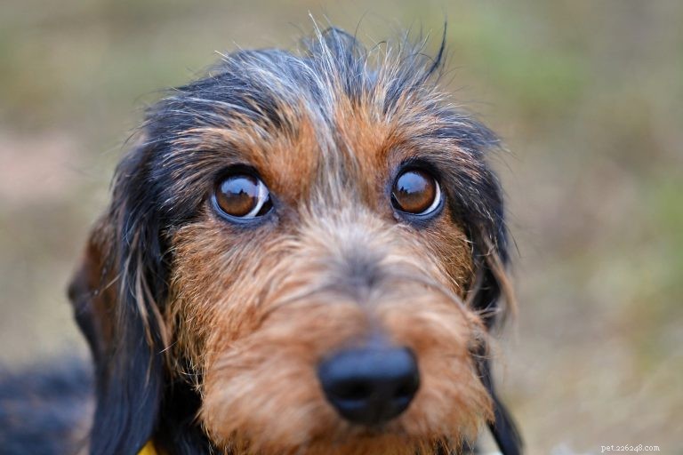 Underverket med din hunds ögon och hur man tar hand om dem