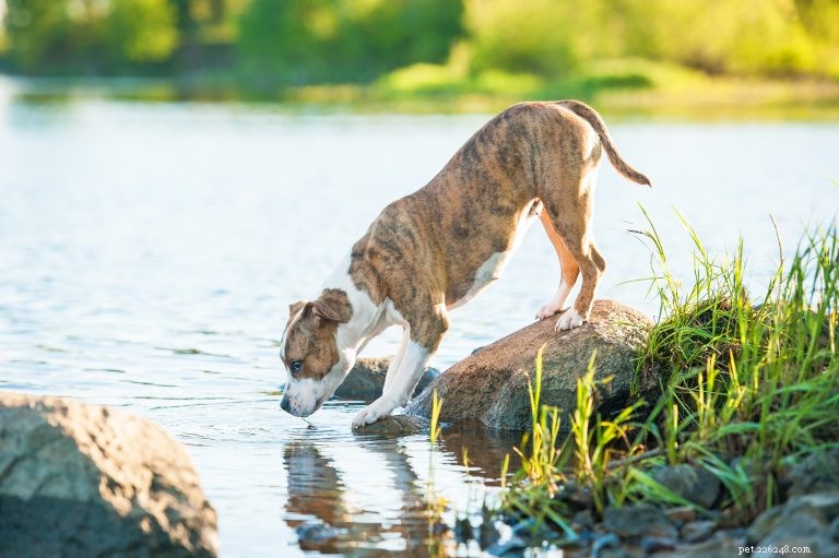 犬のジアルジア—予防と治療について知っておくべきこと