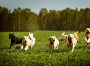 Giardia em cães:o que saber sobre prevenção e tratamento