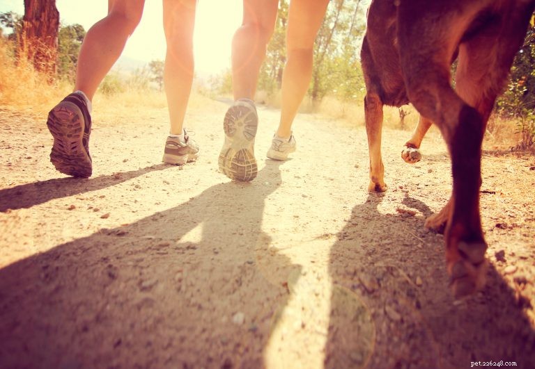 Un guide pour courir (en toute sécurité) avec votre chien