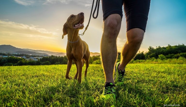 Um guia para correr (com segurança) com seu cão