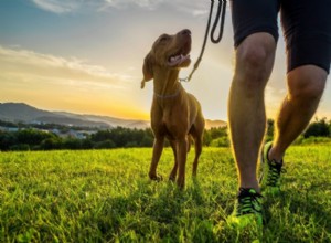 Um guia para correr (com segurança) com seu cão