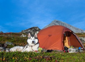 강아지와 캠핑하는 방법