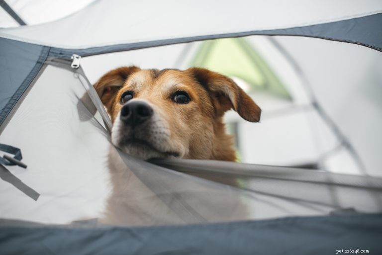 Como acampar com seu cachorro