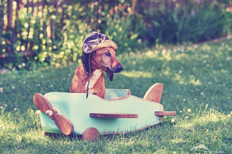 飛行機の犬（およびその他の交通機関）：犬と一緒に旅行する前に知っておくべきこと 