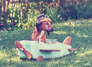 Psi v letadle (a jiné formy přepravy):Co je dobré vědět před cestou se psem
