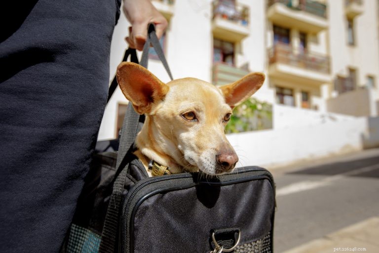 Cães em um avião (e outras formas de transporte):o que saber antes de viajar com seu cão