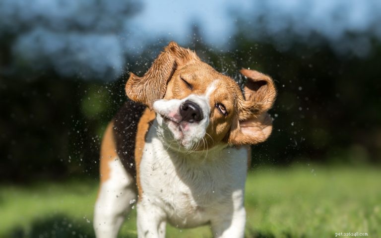 Pourquoi les chiens tremblent, frissonnent et tremblent—et quand consulter votre vétérinaire