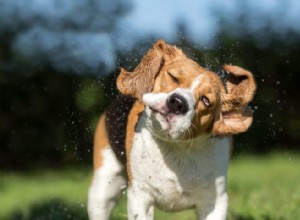 Por que os cães tremem, tremem e tremem — e quando consultar seu veterinário