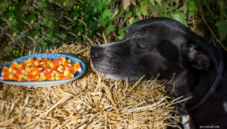 Kan min hund äta Halloween-godis?