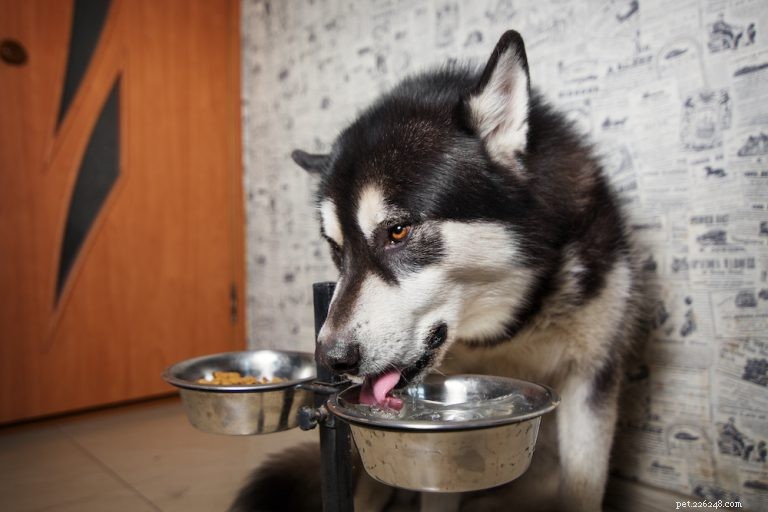 犬の水分補給を維持する方法 