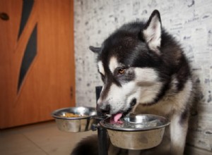 Как обеспечить гидратацию собаки