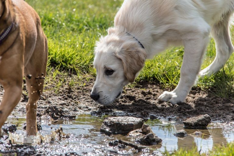 Wat u moet weten over honden en leptospirose