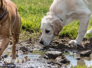 Co potřebujete vědět o psech a leptospiróze