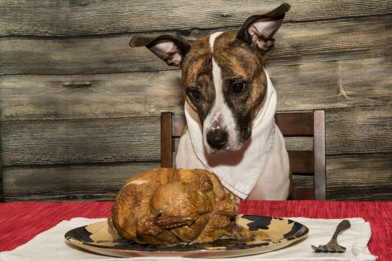 私の犬は感謝祭の食べ物を食べることができますか？ 