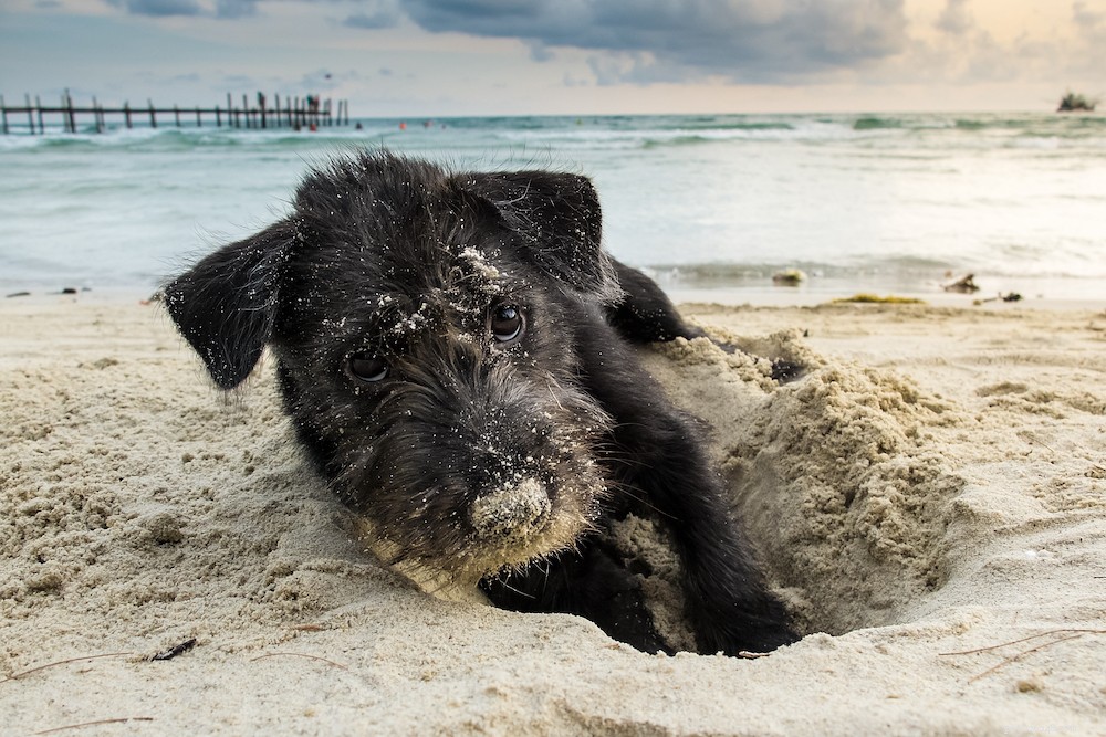 Explications d excavation :pourquoi les chiens creusent et comment le gérer