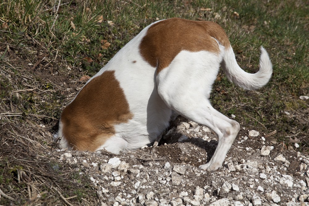 발굴 설명:개가 땅을 파는 이유와 관리 방법
