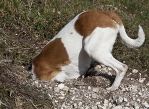Explications d excavation :pourquoi les chiens creusent et comment le gérer