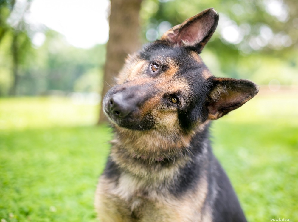 聴覚障害者の犬の世話をする方法 