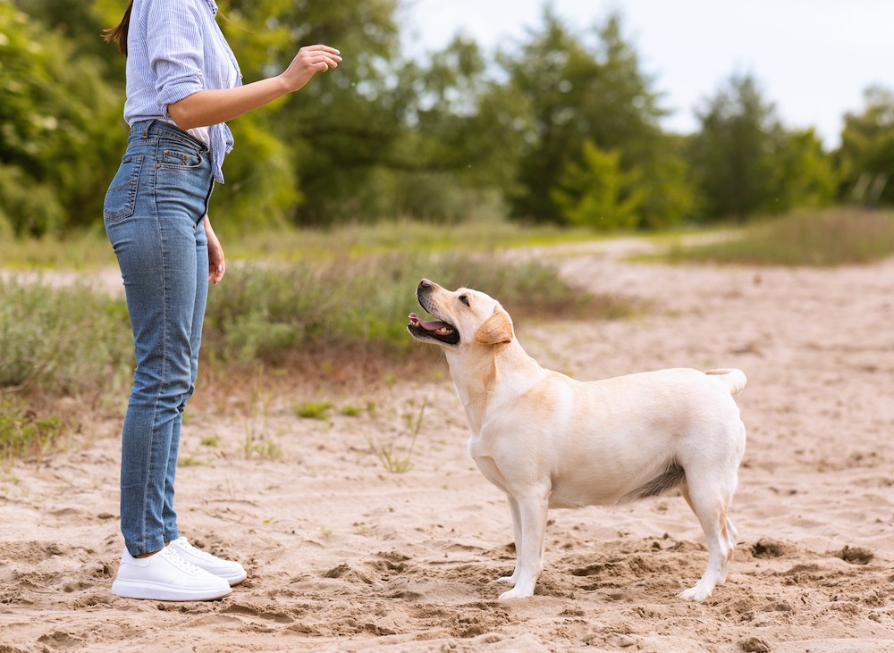 聴覚障害者の犬の世話をする方法 