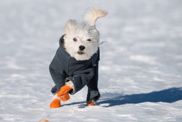 Zimní tlapky:Měl by váš pes nosit boty?