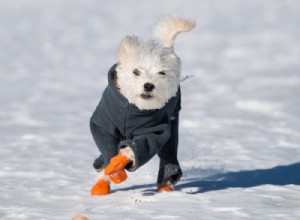 Зимние лапы:нужно ли вашей собаке носить сапоги?