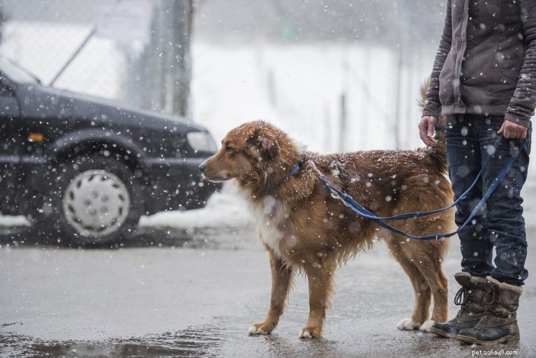 冬の足：あなたの犬はブーツを履くべきですか？ 