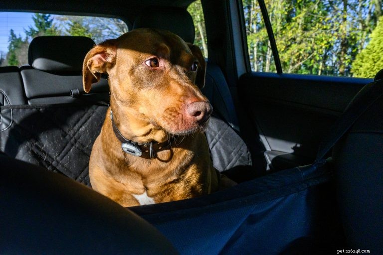 Co potřebujete vědět o psech a nemoci z auta