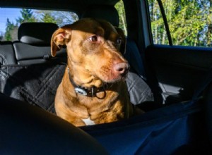 Co potřebujete vědět o psech a nemoci z auta