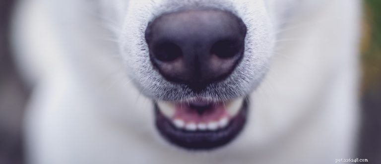 Kolik zubů mají psi?