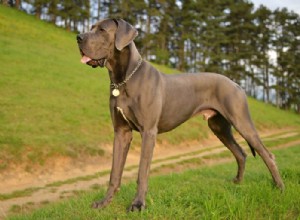 Guia do Dogue Alemão:história, personalidade, alimentação, treinamento, cuidados e muito mais